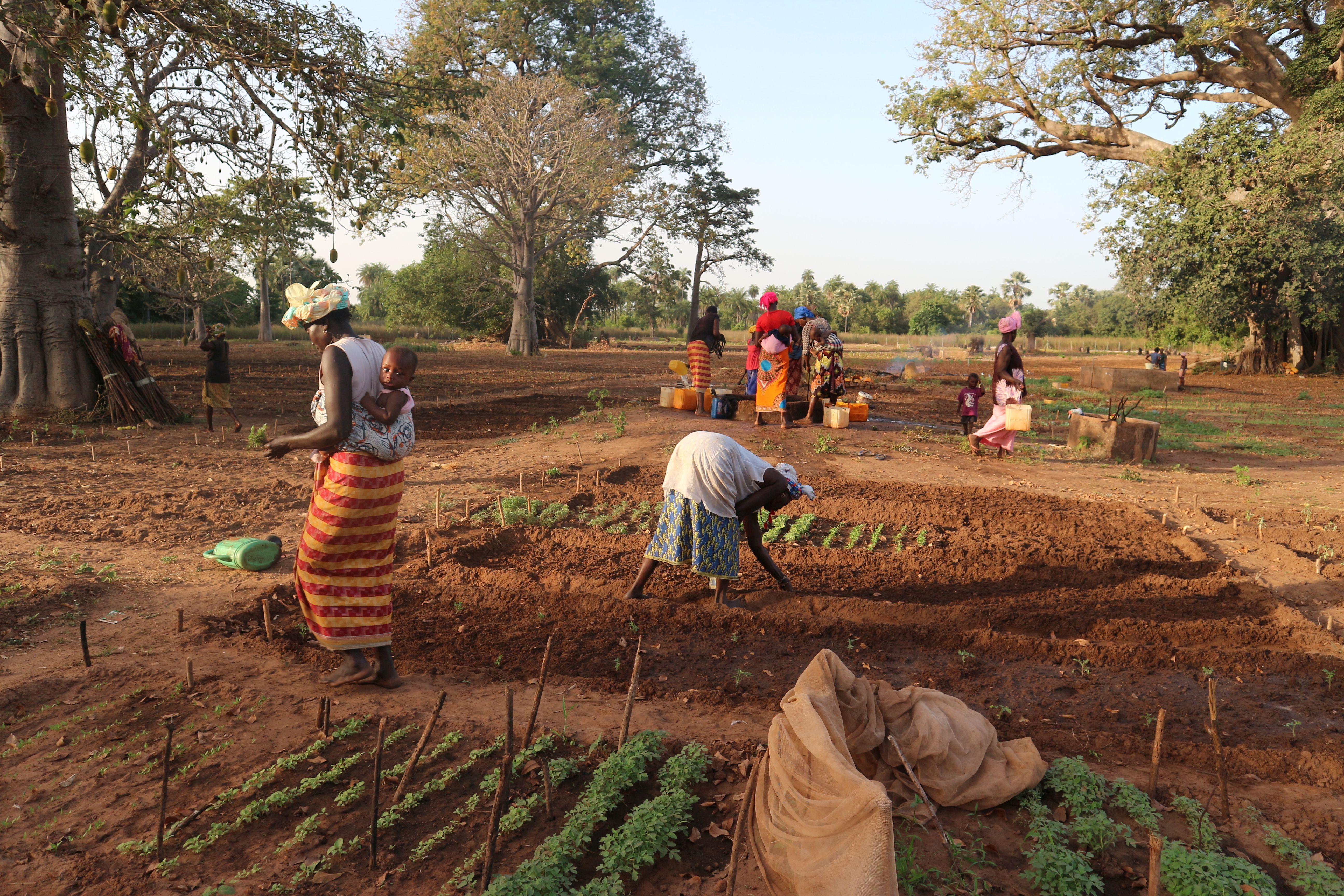 WasteAid awarded EU funding for climate resilience in The Gambia